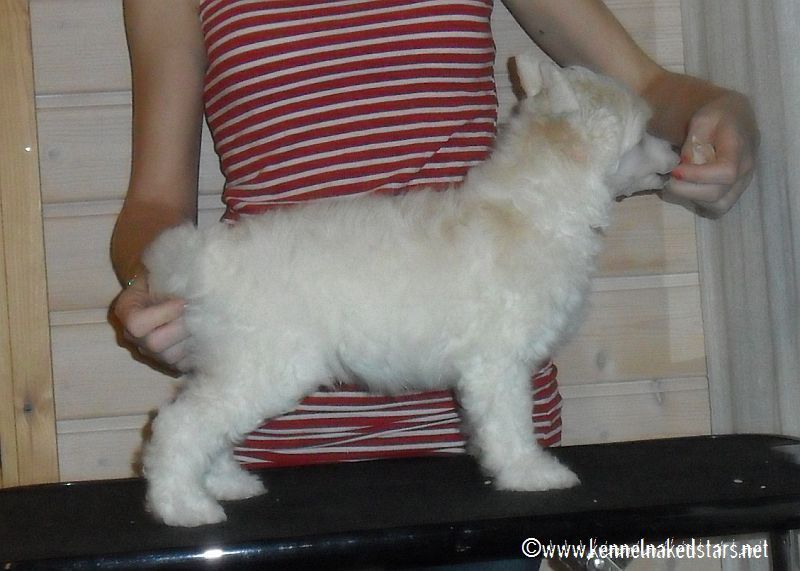 Naked Stars I've Got Talent