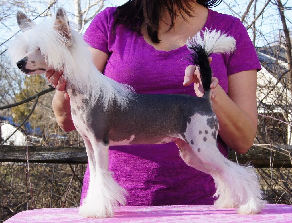 Ch Natural's All I Am Is Fabulous, Na, Naj