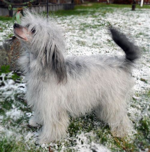 Pretty'n Cool's Attityd