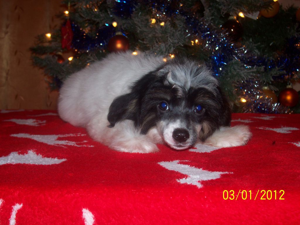 Iskander-Larro Gold Anet