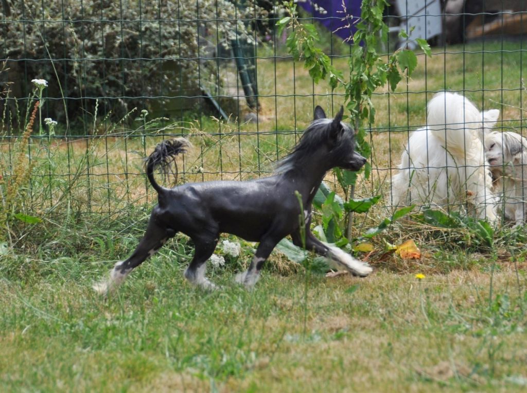 Gentleman Junior Little Champs