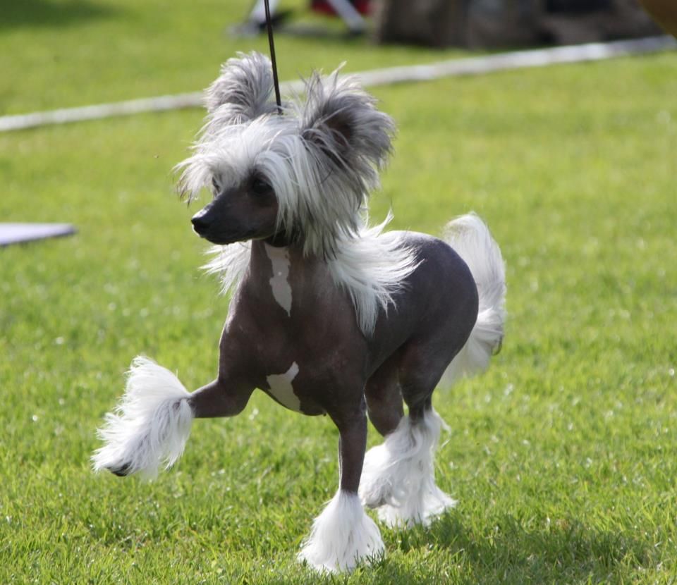 Estillinis Key Lime Calypso