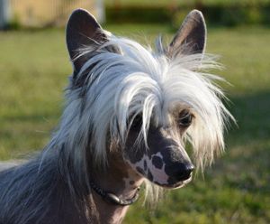 Estillinis Maccaroon De Paris