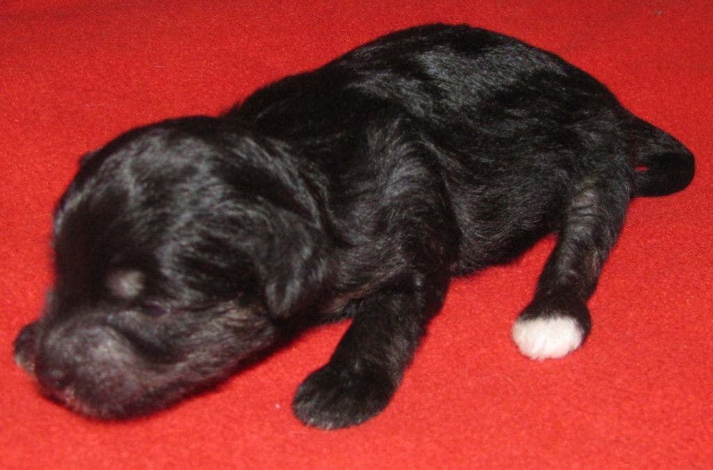 Premier Mari Coco Mademoiselle