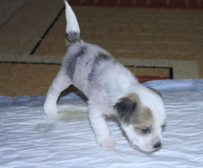 Kropka Waniliowy Raj