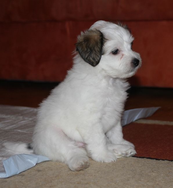 Kasandra Waniliowy Raj