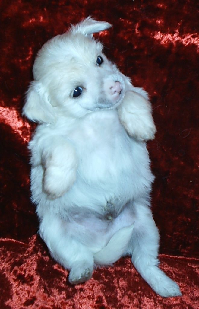 Nyu Art Yue-Ty Wolshebnii Zayac