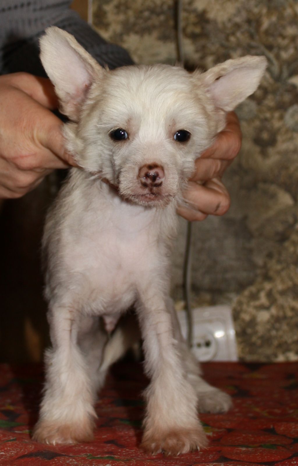 Fantastik Kashmir Kent