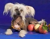 Gallaktik Demir Idiliya Lav ot Pringvuda