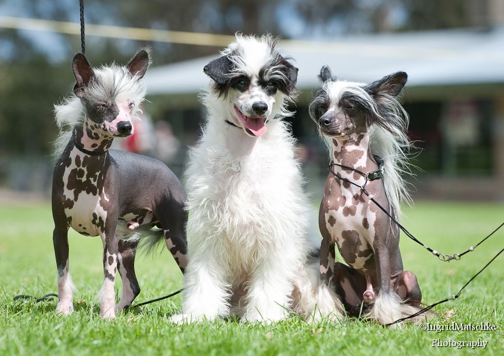 Xioma A Dance With Dragons