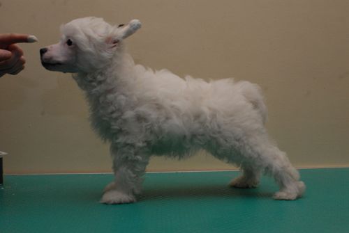 Eagle Eyed Angels King Of Leon