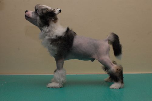 Eagle Eyed Angels Kosheen