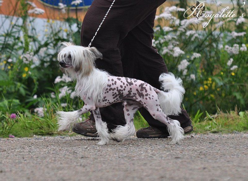 Windy Forest's Wannabe Rockstar