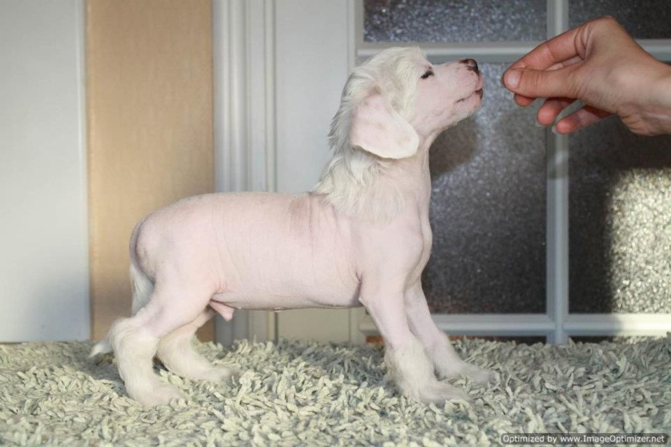 Windy Forest's Starboomer