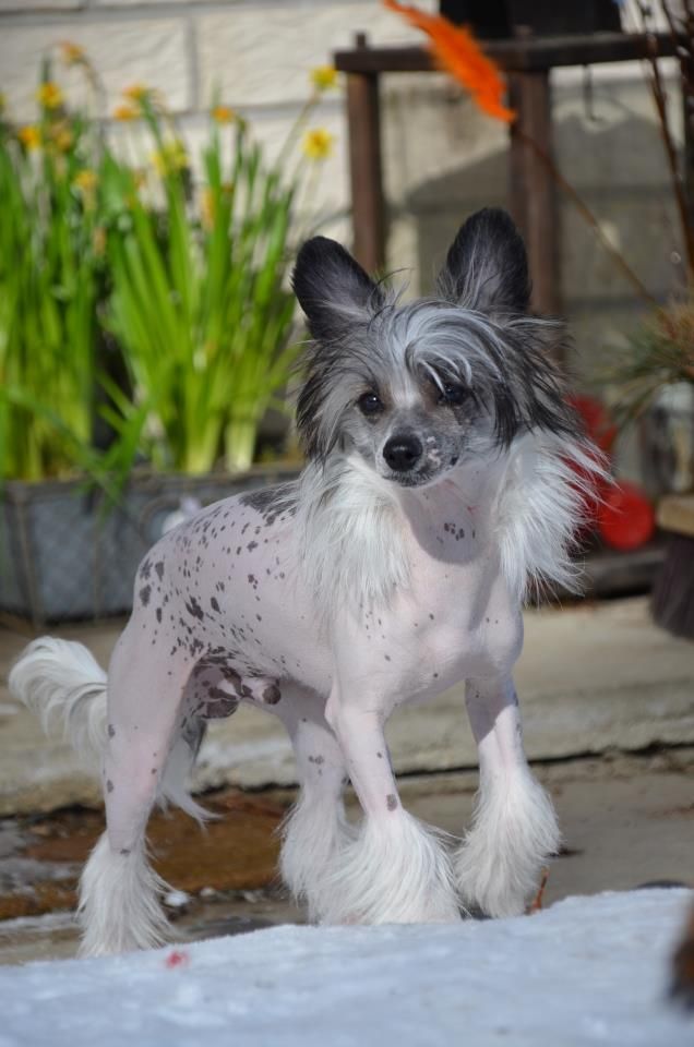 Windy Forest's Star Effect