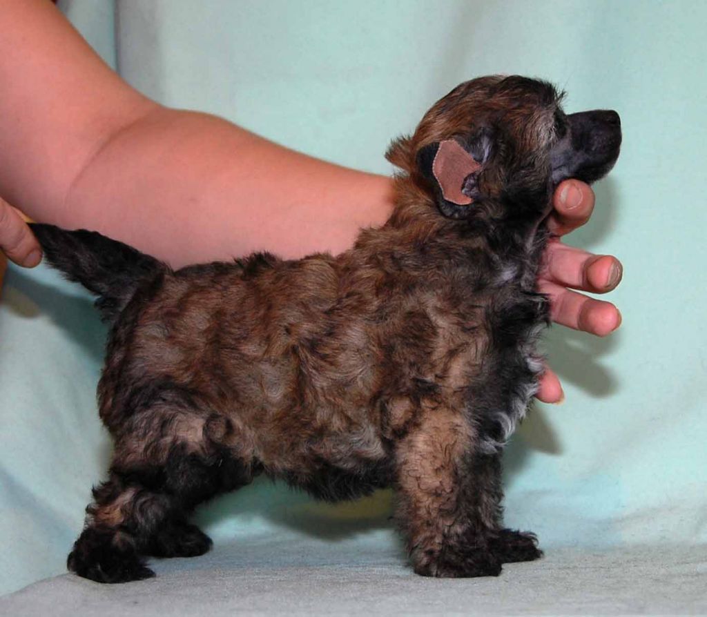 Gidaori Sonata Arctica