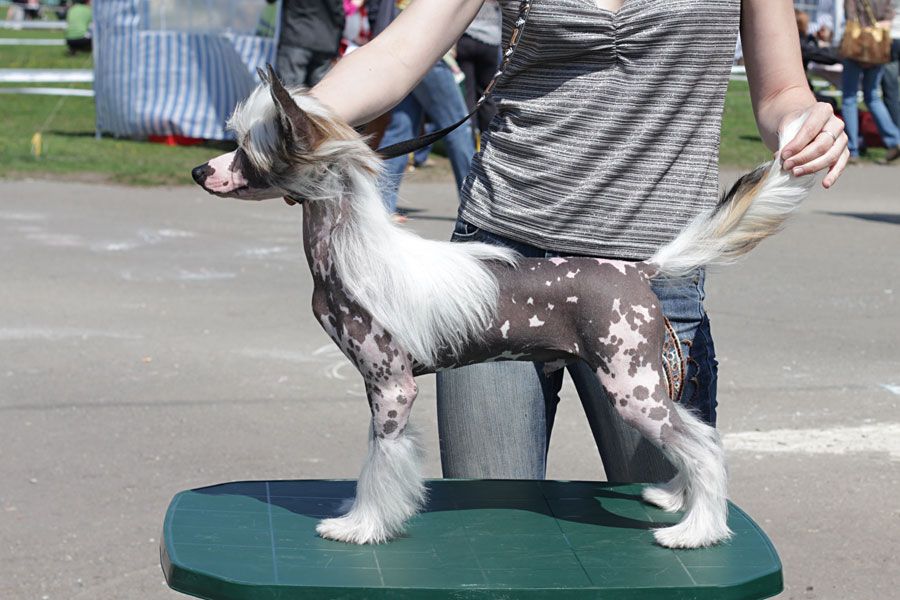 Anna Sky Kennel Veni Vidi Vici