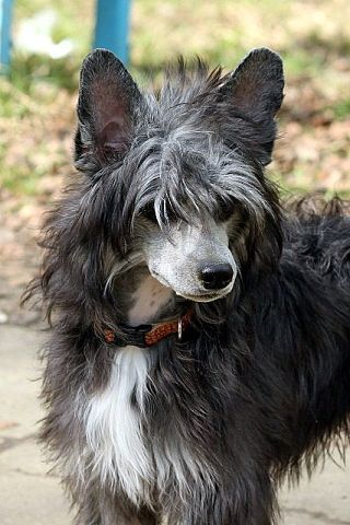 Anna Sky Kennel Vincent Vega