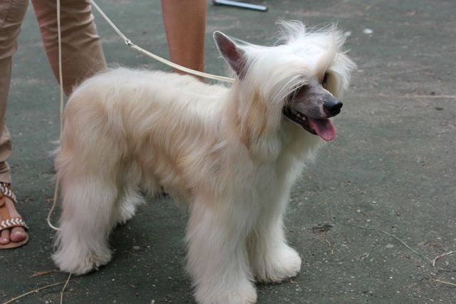 Anna Sky Kennel Voyage Voyage