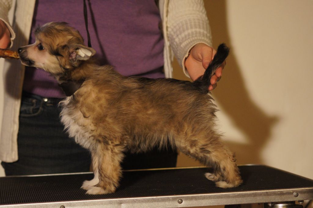 B-Litter by Angel-Crest