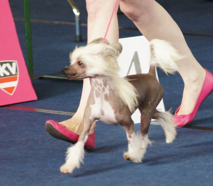 Bow Chicka Wow by Angel-Crest