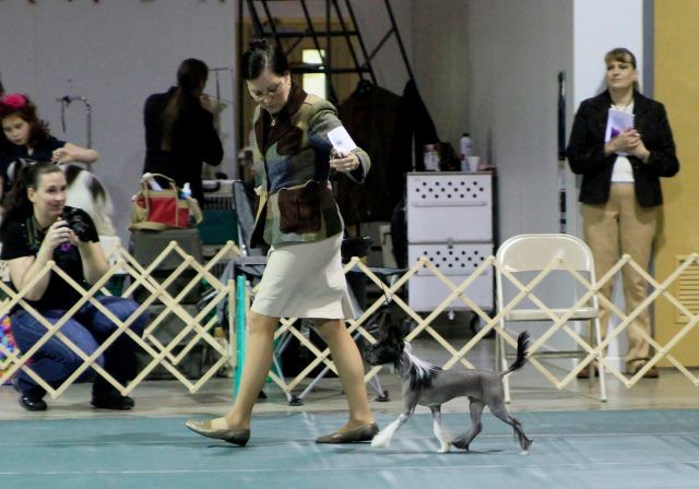 Kokoro  Karix Wonder Of Sgain Dubh