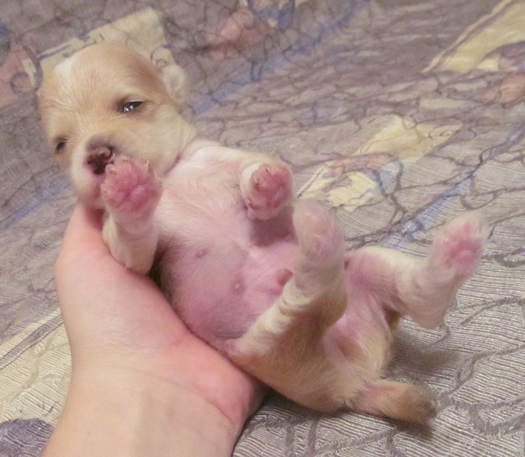 Dernhelm Loiseleuria