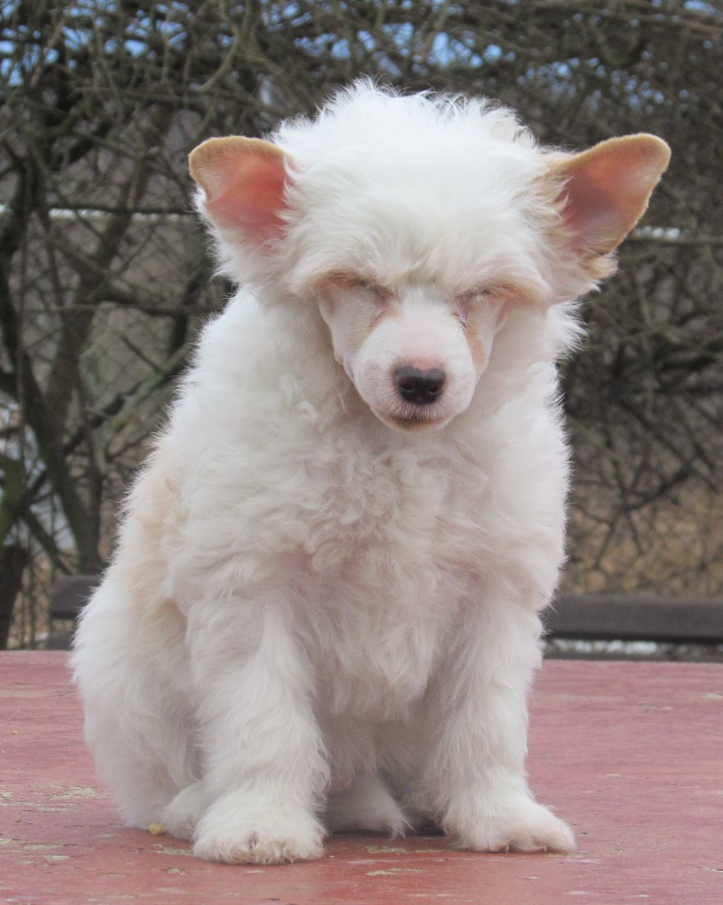 Dionysos Loiseleuria