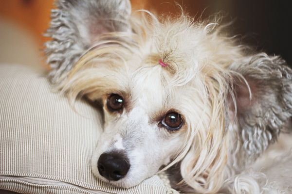 Benny Caramella's Family