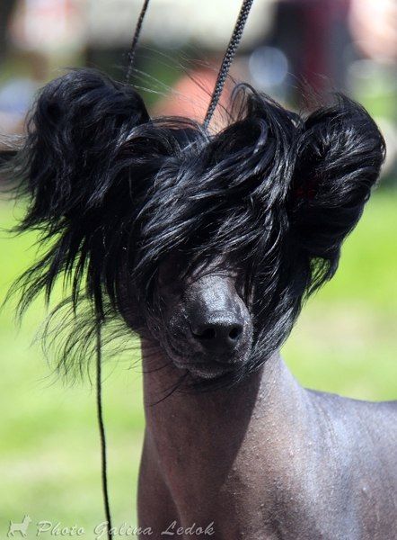 James Bond Top Fiera