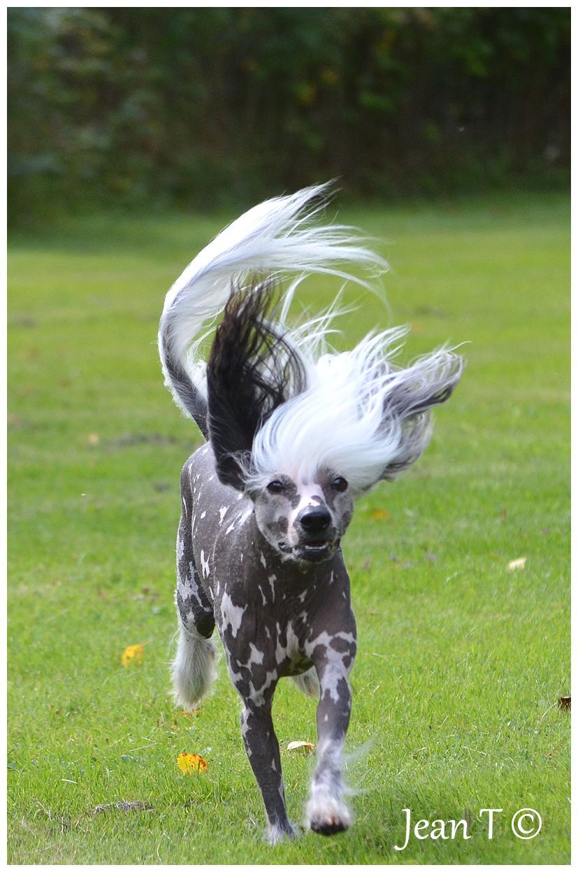 Sunstreaker Let me Entertain You