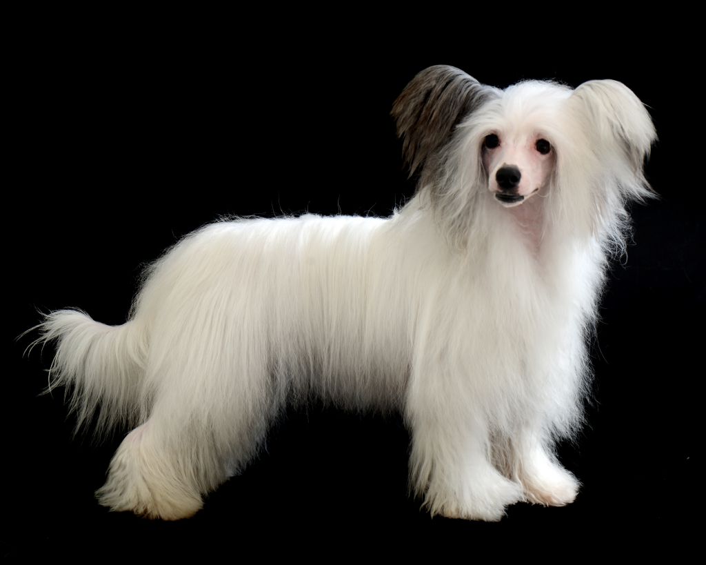 Sunstreaker League of Legends