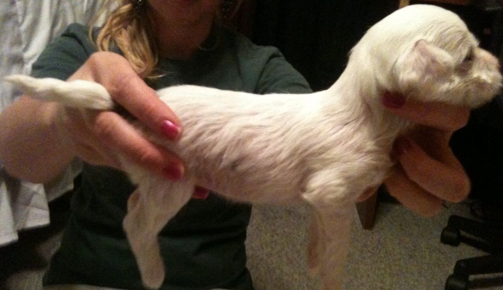 Sonador's Just Like You, Only Prettier