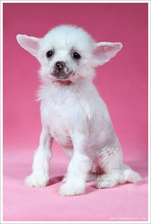 Dogland Happy Zagadka