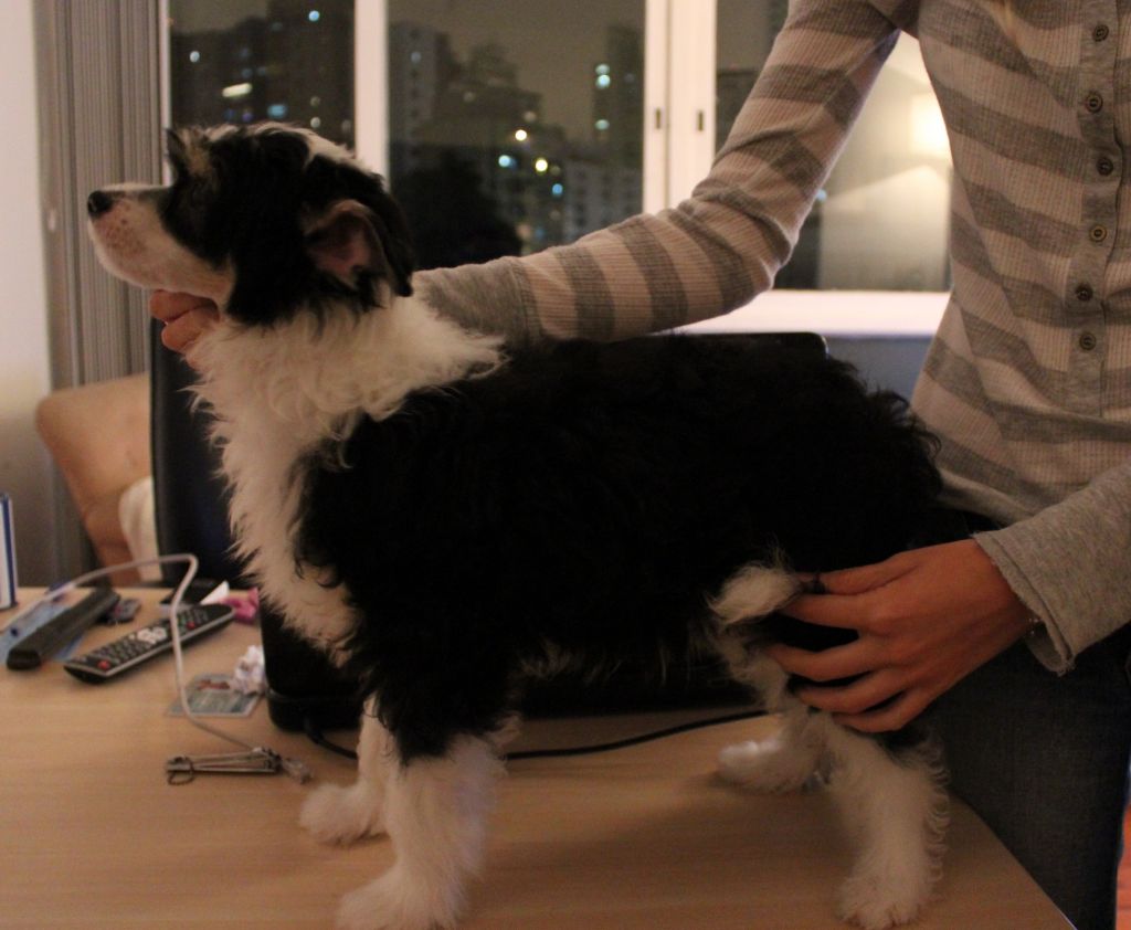 Pequin Mirrage Apollo 