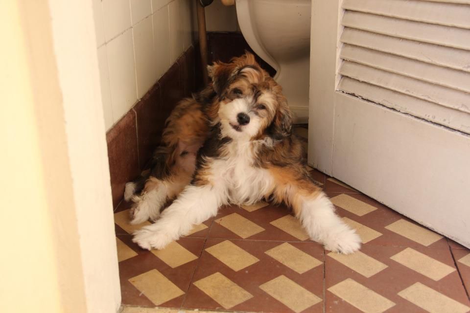 Pequin Mirrage Atlas