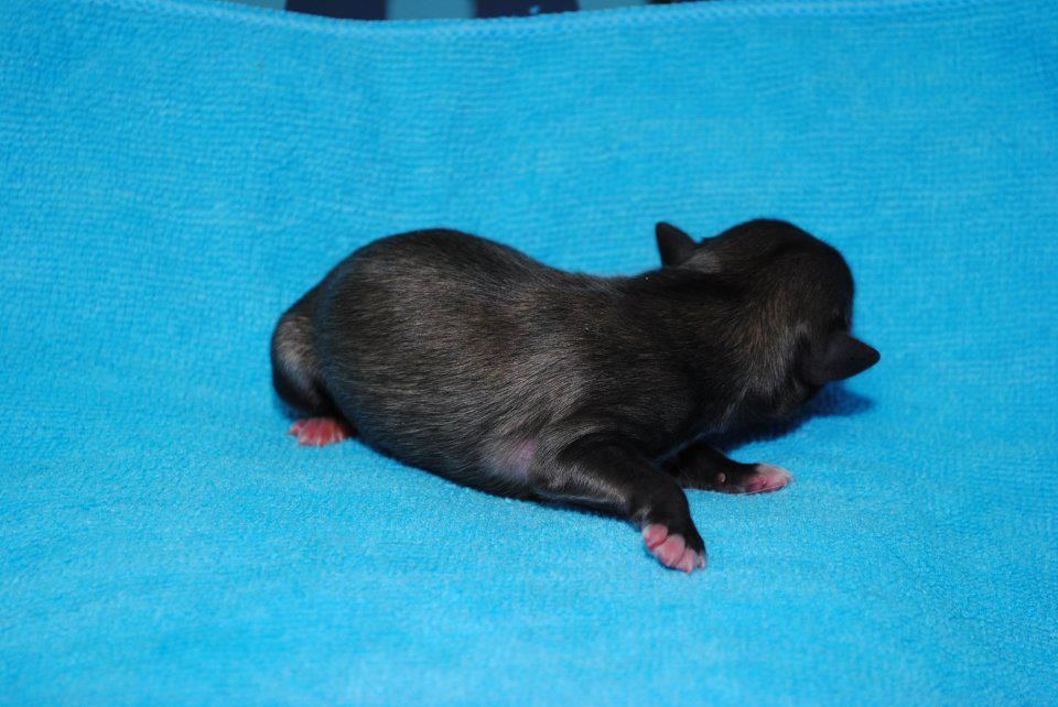 Mahns Once in a Blue Lunar