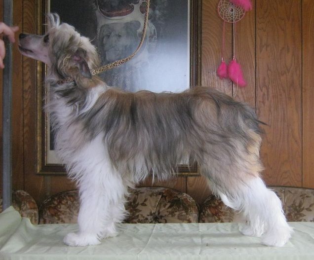 Mahns Starry Eyed for Mauvais