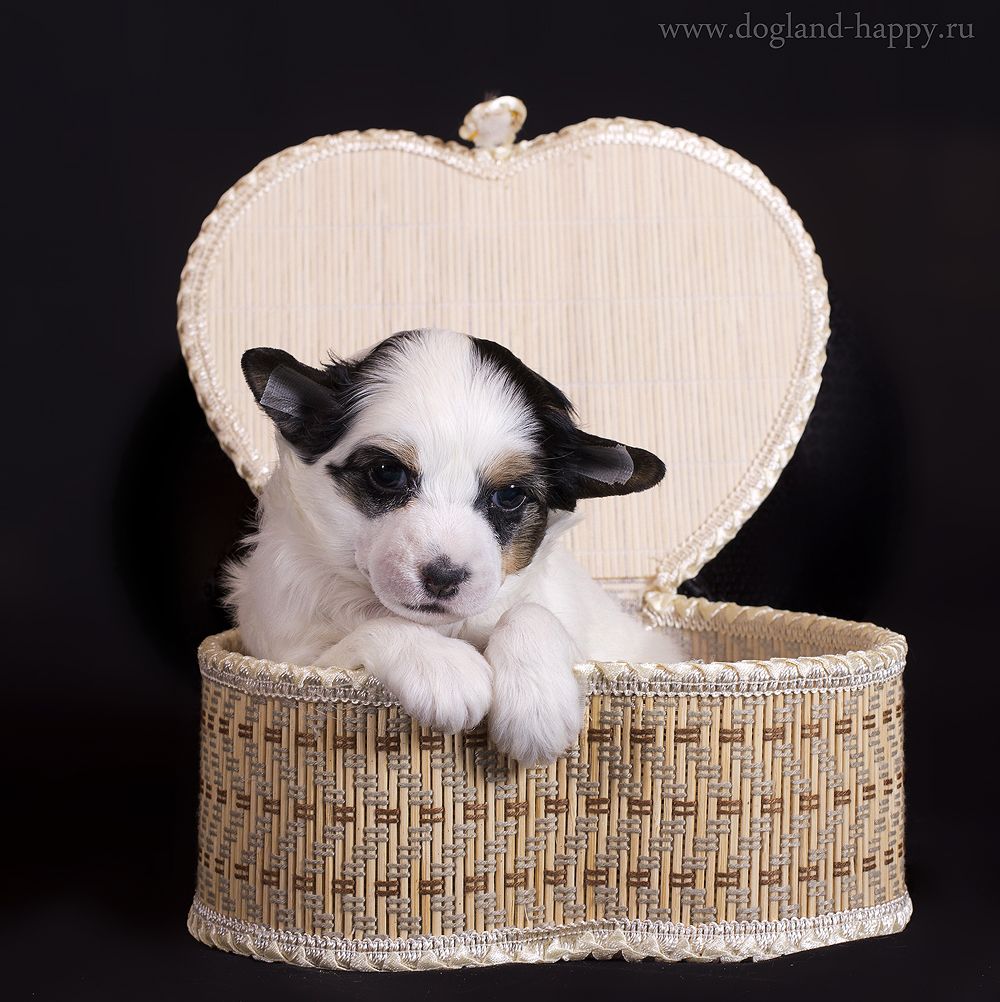 Dogland Happy Nevada