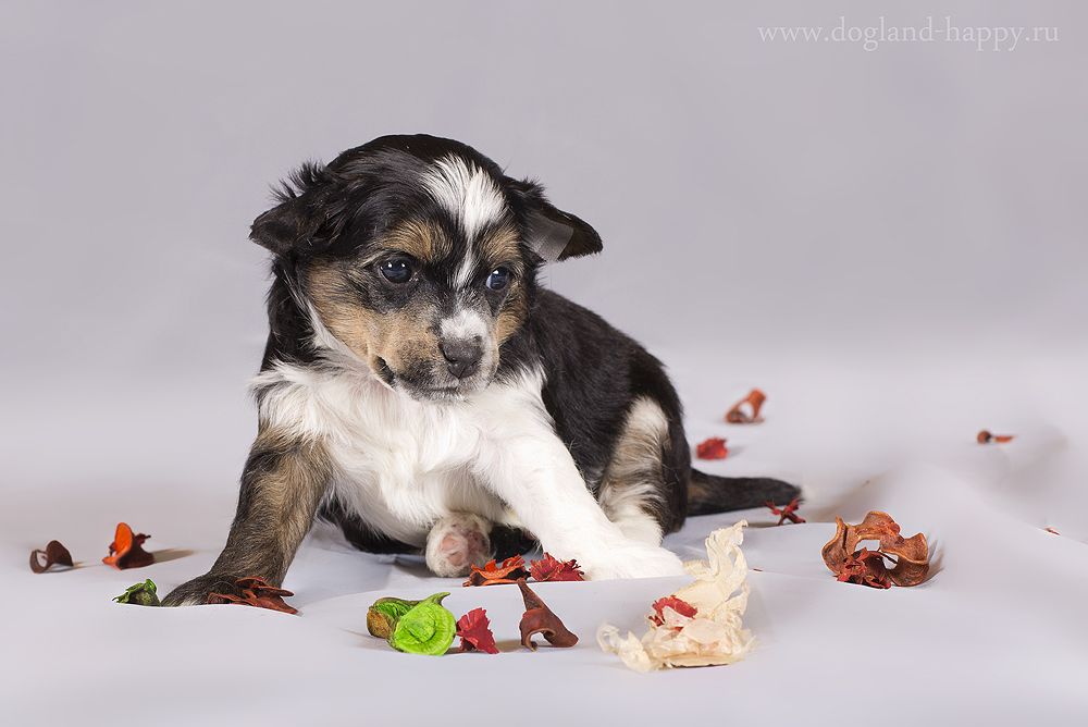 Dogland Happy Norton