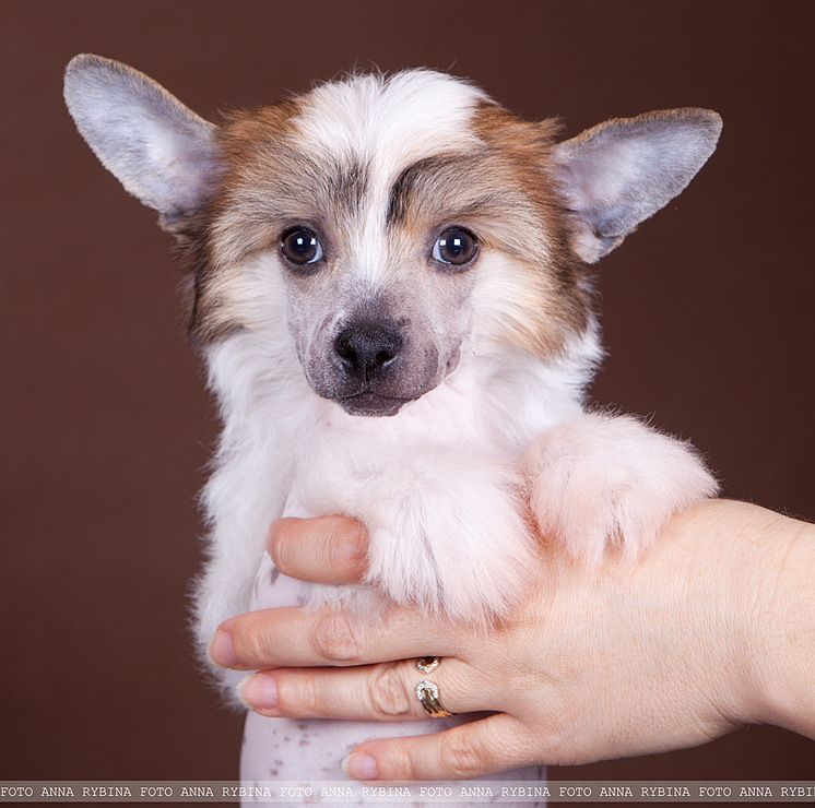 Dogland Happy Initiative