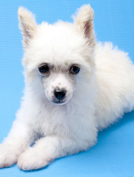 Romantic Fairy Tale Goldine