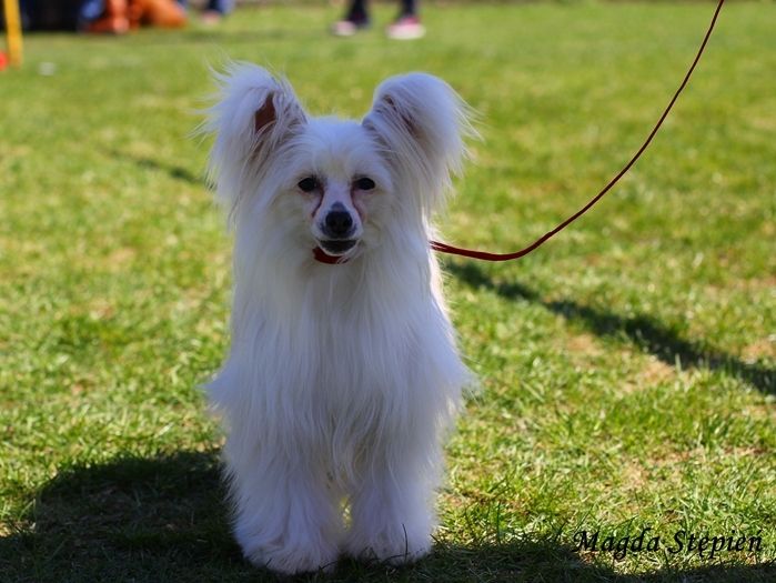 Laurencja Dwie Tecze