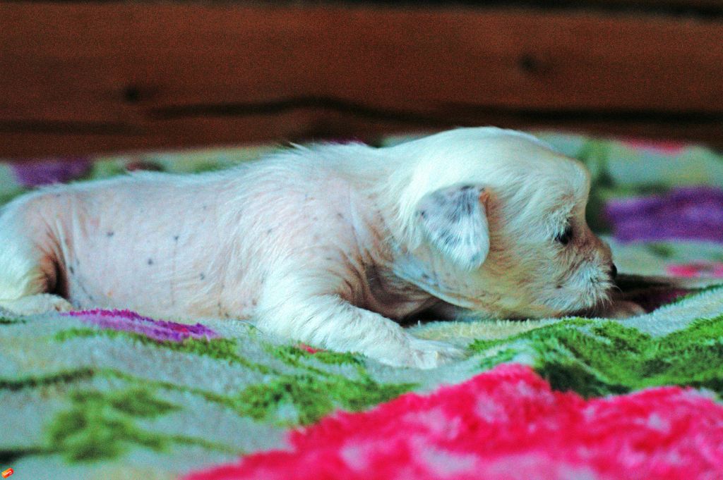 Ravished With Delight iz Diamond Sity