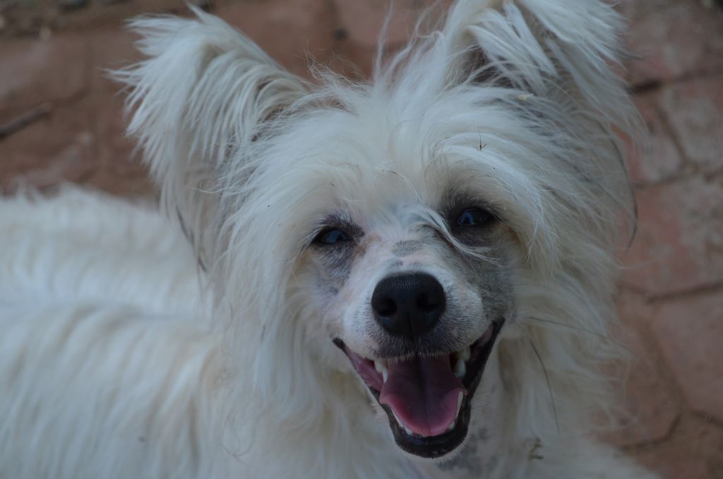 Irgen Gold Fantasnagoria