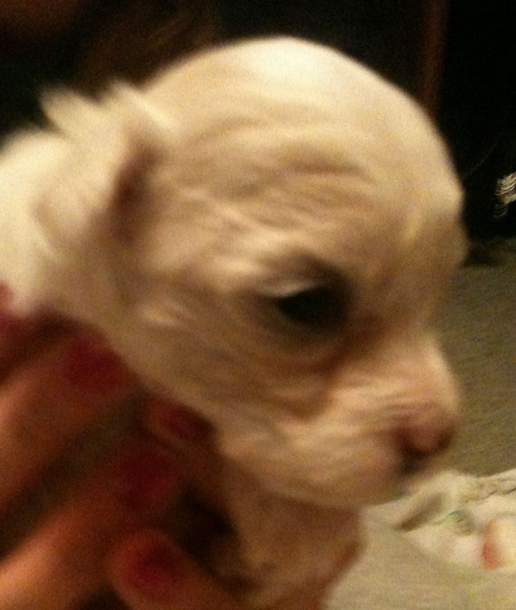 Sonador's Large White Puff