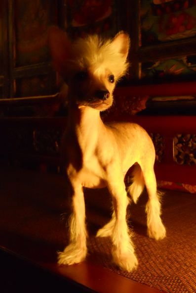 Mythic Tibetan Golden Snow Lion