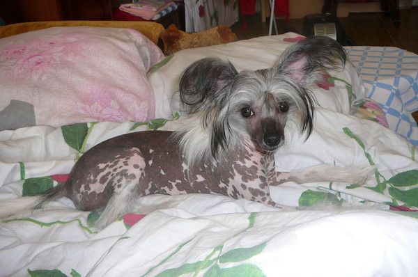 Shelcovij Shlejf Evrika