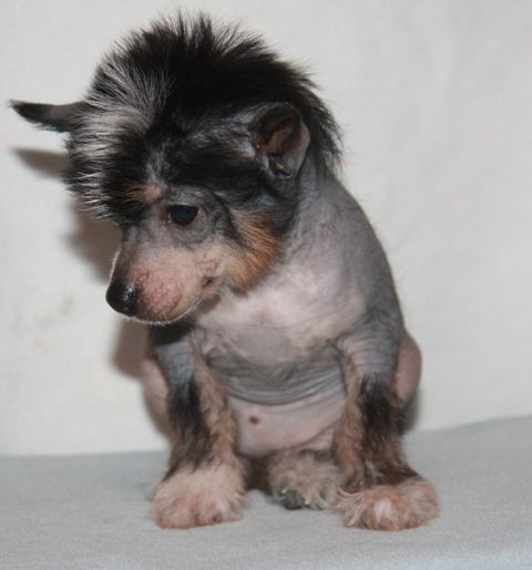 Zhelanay iz Strany Kutha