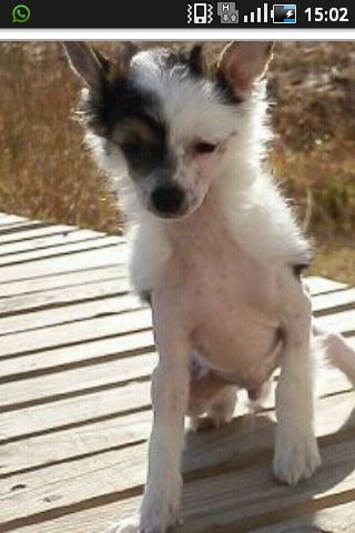 Forrestier's Club Can't Handle me